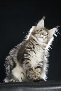 Maine Coon kitten
