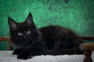 Котенок мейн-кун