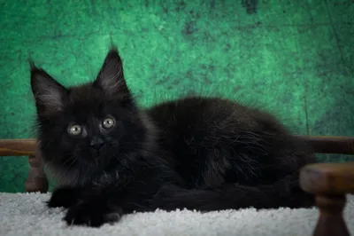 Maine Coon kitten