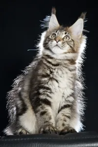 Maine Coon kitten