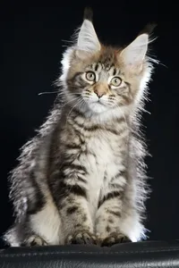 Maine Coon kitten