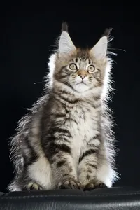 Maine Coon kitten