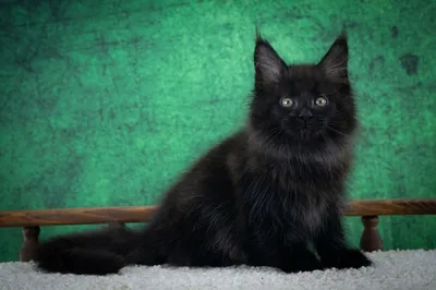 Maine Coon kitten
