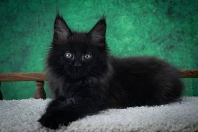 Maine Coon kitten