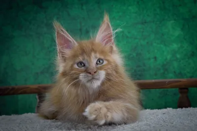 Котенок мейн-кун