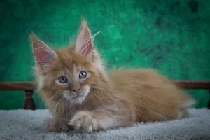 Котенок мейн-кун