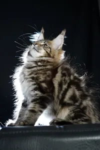 Maine Coon kitten