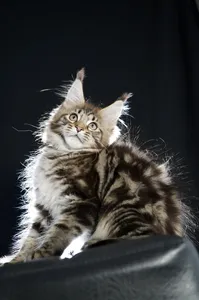 Maine Coon kitten