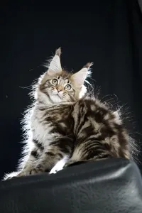 Maine Coon kitten