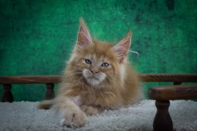 Котенок мейн-кун