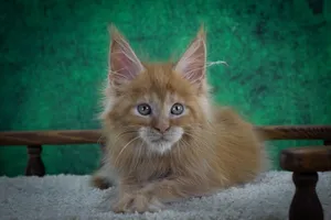 Котенок мейн-кун