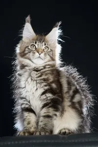 Maine Coon kitten