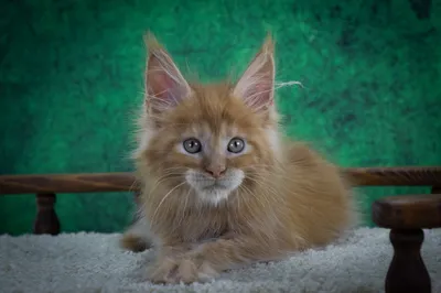 Котенок мейн-кун
