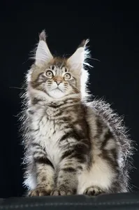 Maine Coon kitten