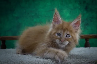 Котенок мейн-кун