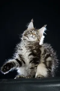 Maine Coon kitten