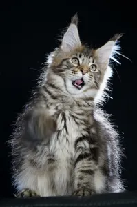 Maine Coon kitten