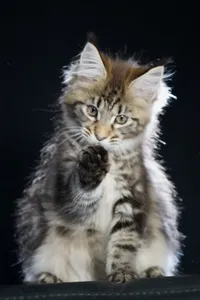 Maine Coon kitten