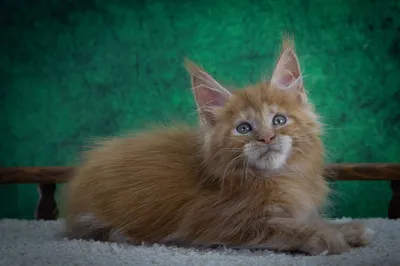 Котенок мейн-кун