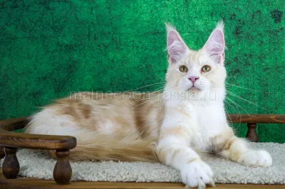 Maine Coon kitten