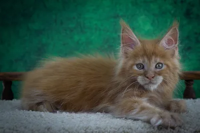 Котенок мейн-кун
