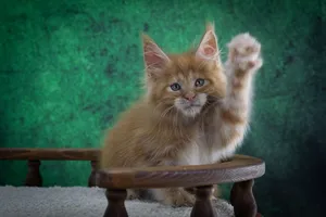 Котенок мейн-кун