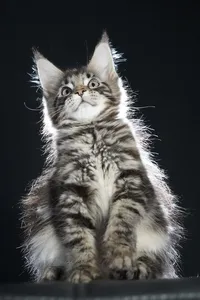 Maine Coon kitten