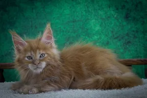 Котенок мейн-кун