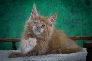 Котенок мейн-кун