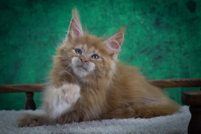 Котенок мейн-кун