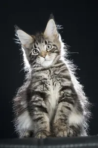 Maine Coon kitten