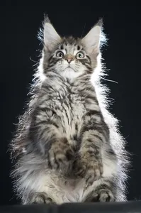 Maine Coon kitten