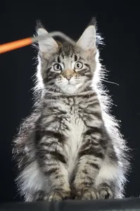 Maine Coon kitten