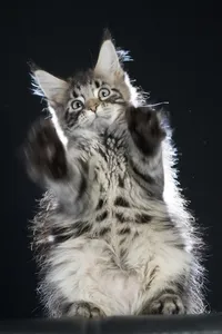 Maine Coon kitten