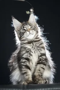 Maine Coon kitten