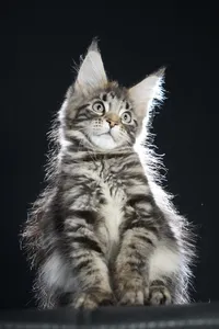 Maine Coon kitten