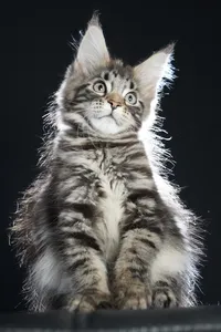 Maine Coon kitten