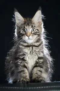 Maine Coon kitten