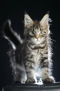 Maine Coon kitten