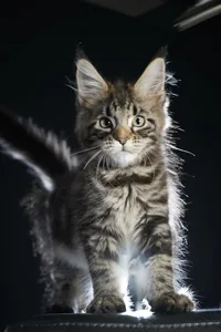 Maine Coon kitten
