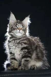 Maine Coon kitten