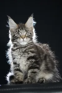 Maine Coon kitten