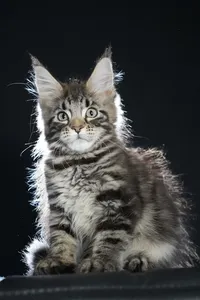 Maine Coon kitten