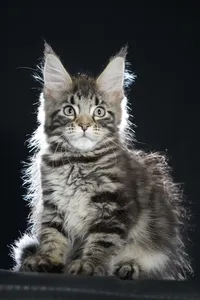 Maine Coon kitten