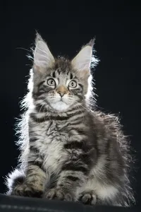 Maine Coon kitten
