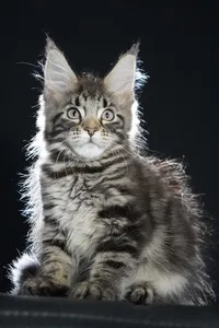 Maine Coon kitten