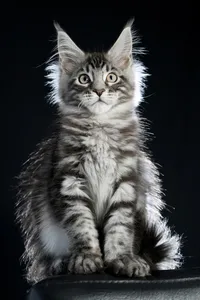 Maine Coon kitten