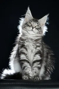 Maine Coon kitten