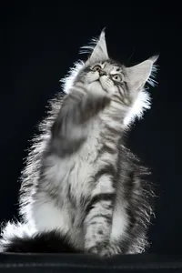 Maine Coon kitten