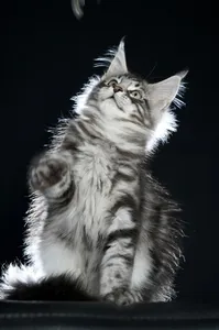 Maine Coon kitten